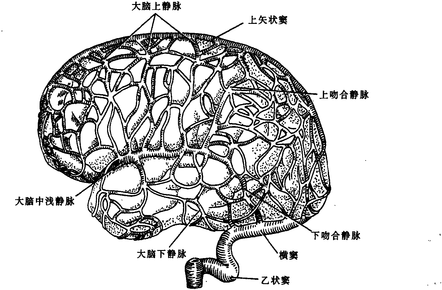 第七節(jié) 腦部的靜脈系統(tǒng)